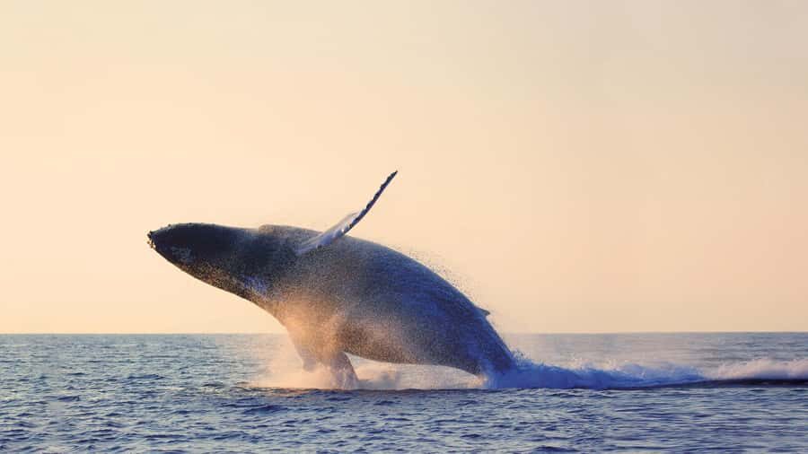 Tadoussac/Charlevoix: Whale & Fjord Morning or Twilight Tour - What to bring, and what can ruin your day
