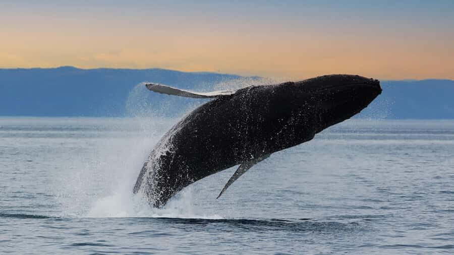 Tadoussac/Charlevoix: Whale & Fjord Morning or Twilight Tour - Who should book this tour (and who should rethink it)