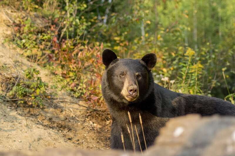 Tadoussac/Charlevoix: Whale Watching Tour & Bear Observation - Key things to know before you go