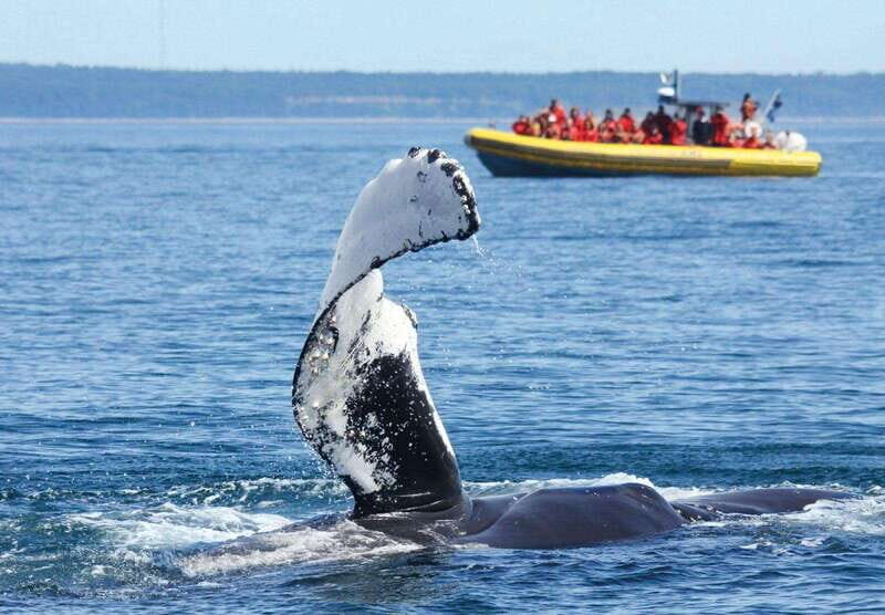 Tadoussac/Charlevoix: Whale Watching Tour & Bear Observation - Why Tadoussac and Charlevoix make whale watching feel easy