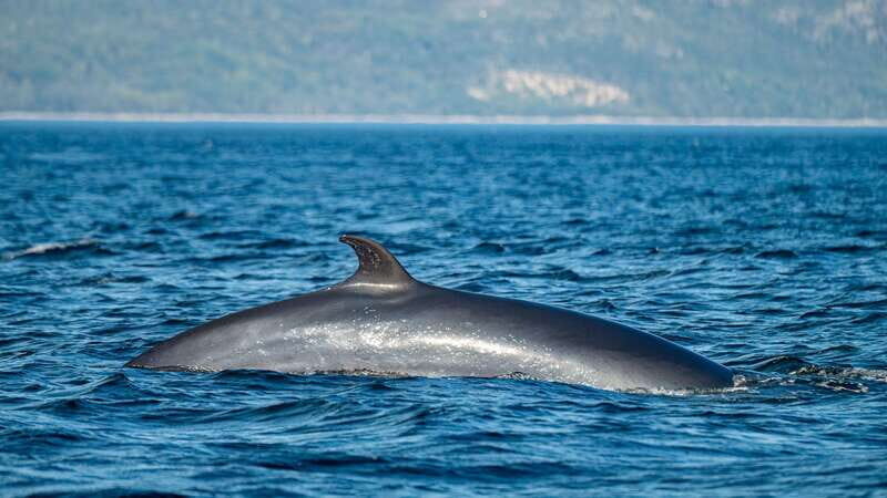 Tadoussac/Charlevoix: Whale Watching Tour & Bear Observation - The whale guarantee: what it means for your planning