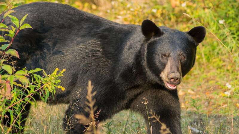 Tadoussac/Charlevoix: Whale Watching Tour & Bear Observation - Price and value: $144 for two wildlife experiences, one day