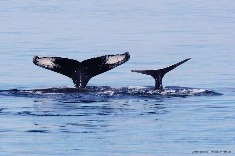 Tadoussac/Charlevoix: Whale Watching Tour & Bear Observation - Who this day trip fits best (and who should rethink it)