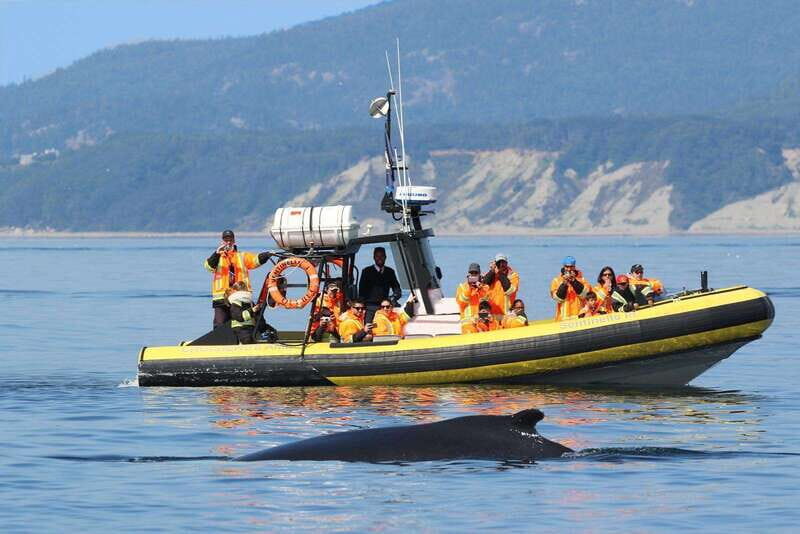 Tadoussac/Charlevoix: Whale Watching Tour & Bear Observation - Whale cruise options: boat comfort or Zodiac closeness
