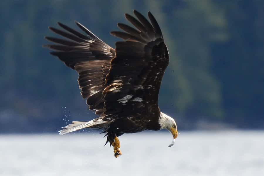 Telegraph Cove: 2-Hour Day or Evening Kayaking Tour - Rules on board: why they matter for safety and wildlife