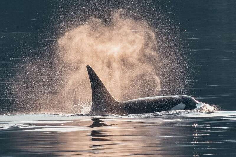 Telegraph Cove: 3-Hour Whale Watching Tour in a Zodiac Boat - Key Things I’d Not Skip