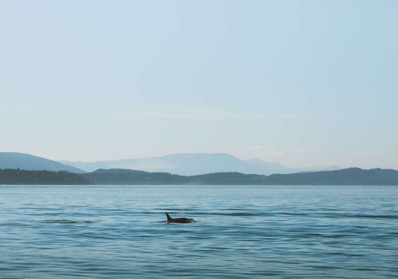 Telegraph Cove: 3-Hour Whale Watching Tour in a Zodiac Boat - What you might see: orcas, humpbacks, and the whole food-chain cast