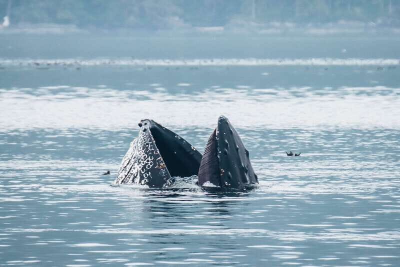 Telegraph Cove: 3-Hour Whale Watching Tour in a Zodiac Boat - Why the skipper’s live commentary changes everything