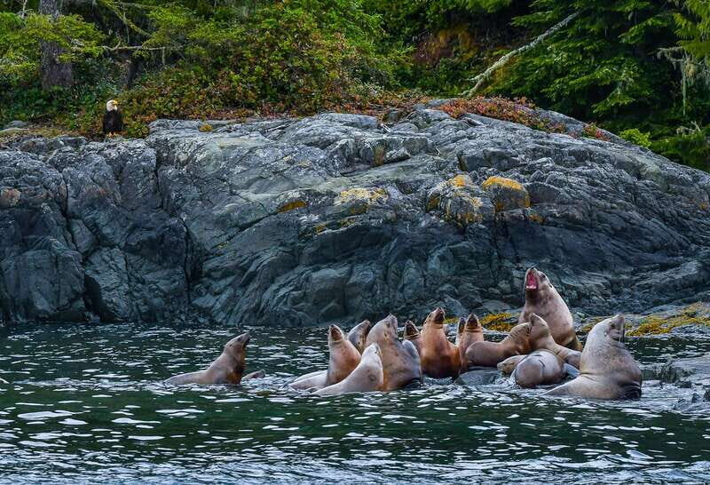 Telegraph Cove: 3-Hour Whale Watching Tour in a Zodiac Boat - Whale sightings guarantee: turning a pricey tour into lower-risk fun