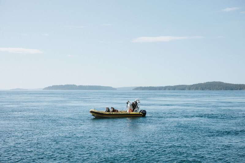 Telegraph Cove: 3-Hour Whale Watching Tour in a Zodiac Boat - Should you book this Telegraph Cove Zodiac whale tour?