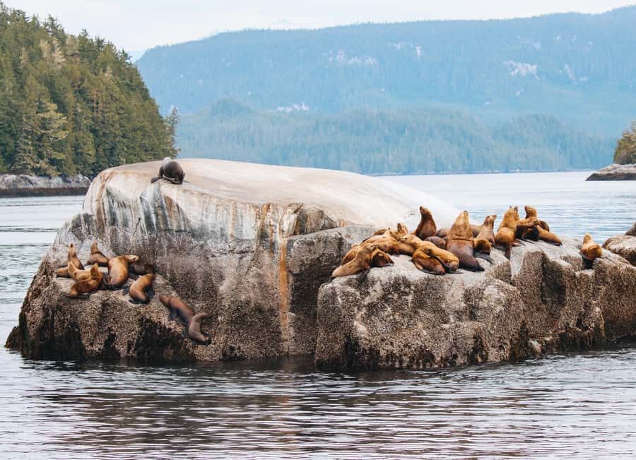 Telegraph Cove: Day Trip Kayaking Tour - Beaches, coastal shallows, and the bull kelp effect
