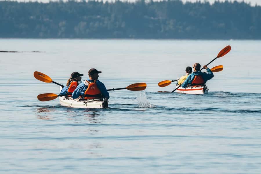 Telegraph Cove: Day Trip Kayaking Tour - Getting started at 24 Boardwalk (and why timing matters)