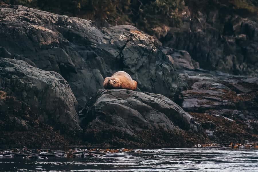 Telegraph Cove: Full-Day Trip Kayaking Tour - Price vs. what’s included: a value checklist