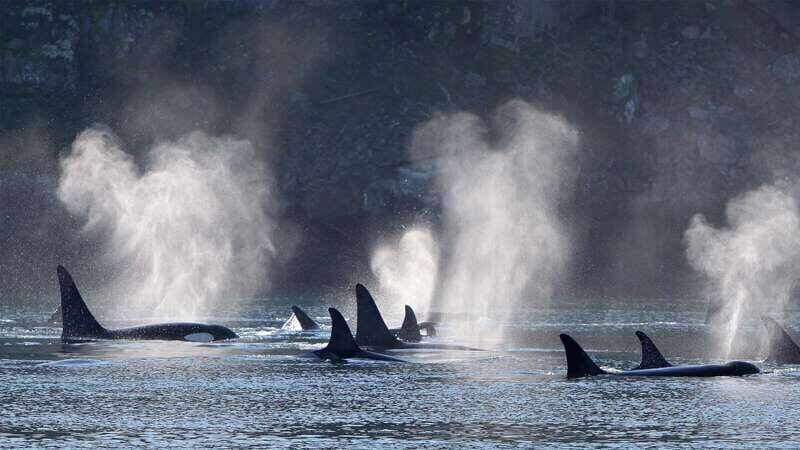 Telegraph Cove: Whale Watching Adventure with Free Photos - The 3-hour plan on the water: what you’ll do moment to moment