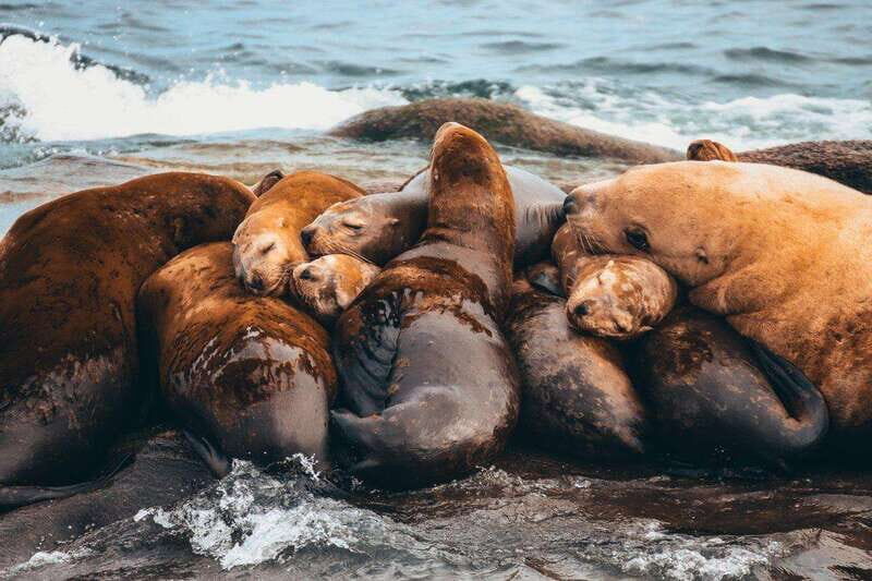 Telegraph Cove: Whale Watching Adventure with Free Photos - What whales and marine life look like from a good vantage