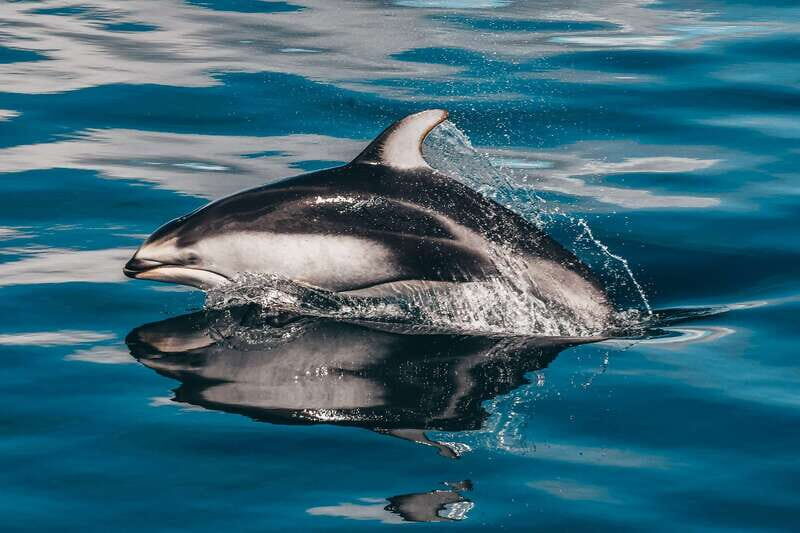 Telegraph Cove: Whale Watching Adventure with Free Photos - Warm drinks, snacks, and the on-board rules you should know