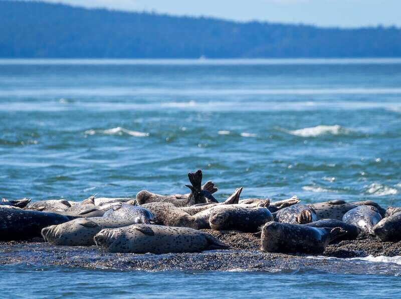 Telegraph Cove: Whale Watching Adventure with Free Photos - Ocean Magic II comfort: semi-covered speed with two viewing levels