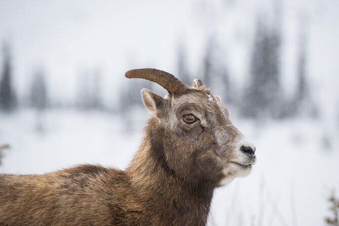 The BANFF NATURE Walk - 2hr Adventure - Key Highlights at a Glance