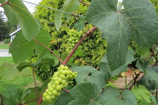 The Fraser Valley Winery Tour - Key points worth knowing before you go