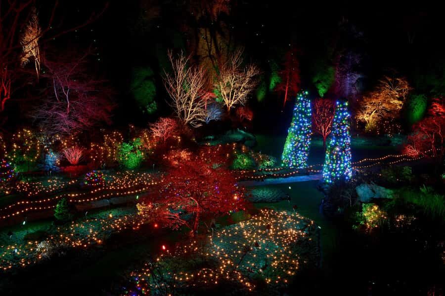 The Magic of Christmas at the Butchart Gardens - Arriving at the Magic of Christmas: where the lights do the talking