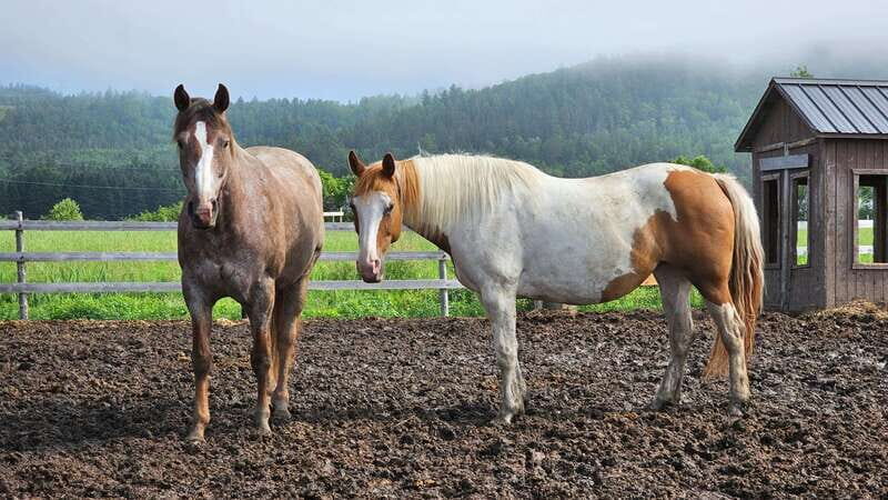 The Montagnarde: Guided horseback ride on mountain trails. - A 2.5-Hour Trail Ride in Charlevoix’s Mountains