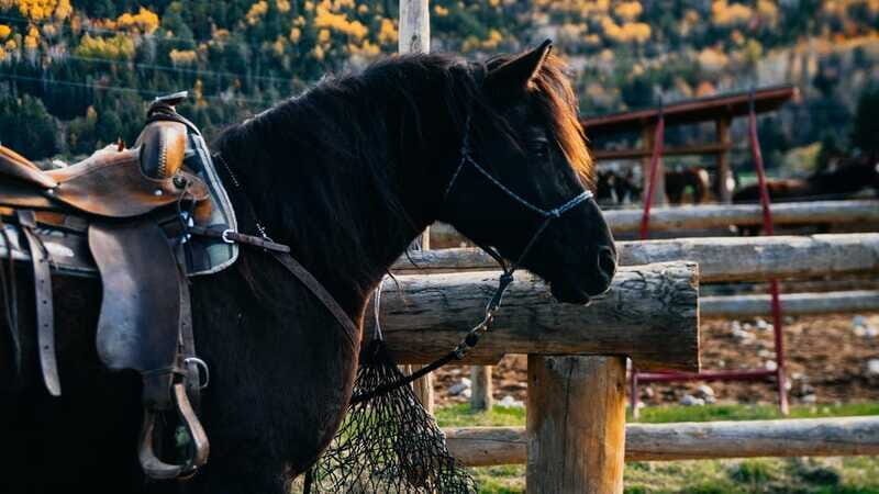 The Montagnarde: Guided horseback ride on mountain trails. - Who Should Book This Horseback Ride in Charlevoix?