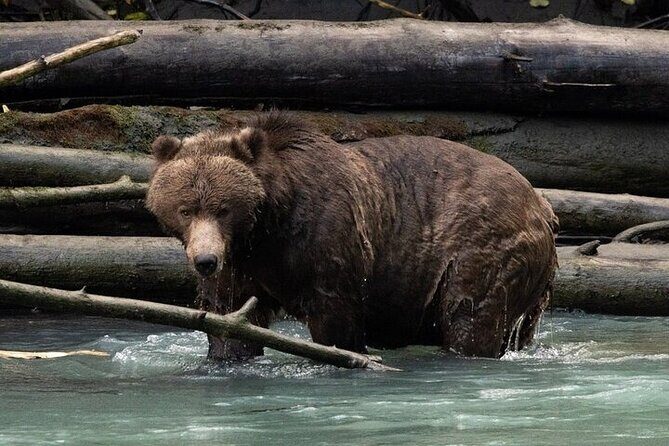 Toba Bears and Wilderness Grizzly Bear Viewing in Campbell River - Key highlights you’ll care about