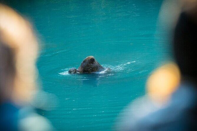 Toba Bears and Wilderness Grizzly Bear Viewing in Campbell River - Toba Inlet Grizzly Bear Country (3 Hours): How the Viewing Stays Safe