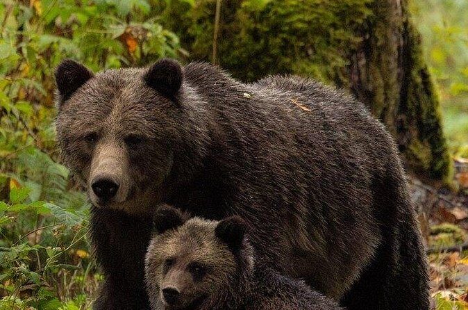 Toba Bears and Wilderness Grizzly Bear Viewing in Campbell River - Campbell River Return Ride (2.5 Hours): A Second Chance at Wildlife