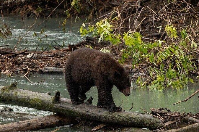 Toba Bears and Wilderness Grizzly Bear Viewing in Campbell River - Timing, Group Size, and What to Pack