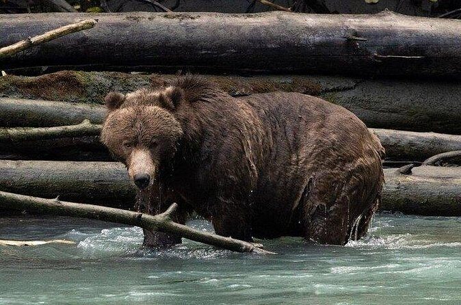 Toba Bears and Wilderness Grizzly Bear Viewing in Campbell River - Culture Matters Here: Klahoose First Nation Context