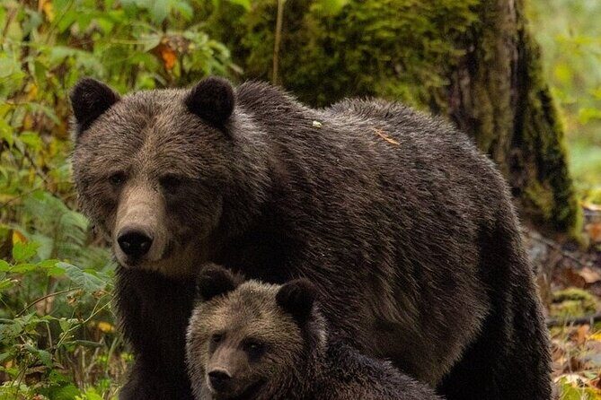 Toba Bears and Wilderness Grizzly Bear Viewing in Campbell River - Best-Fit Match: Who This Tour Suits