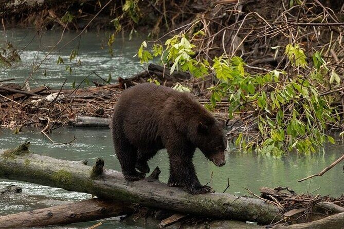 Toba Bears and Wilderness Grizzly Bear Viewing in Campbell River - Salish Sea on a Heated Boat (2.5 Hours): What You’re Really Paying For