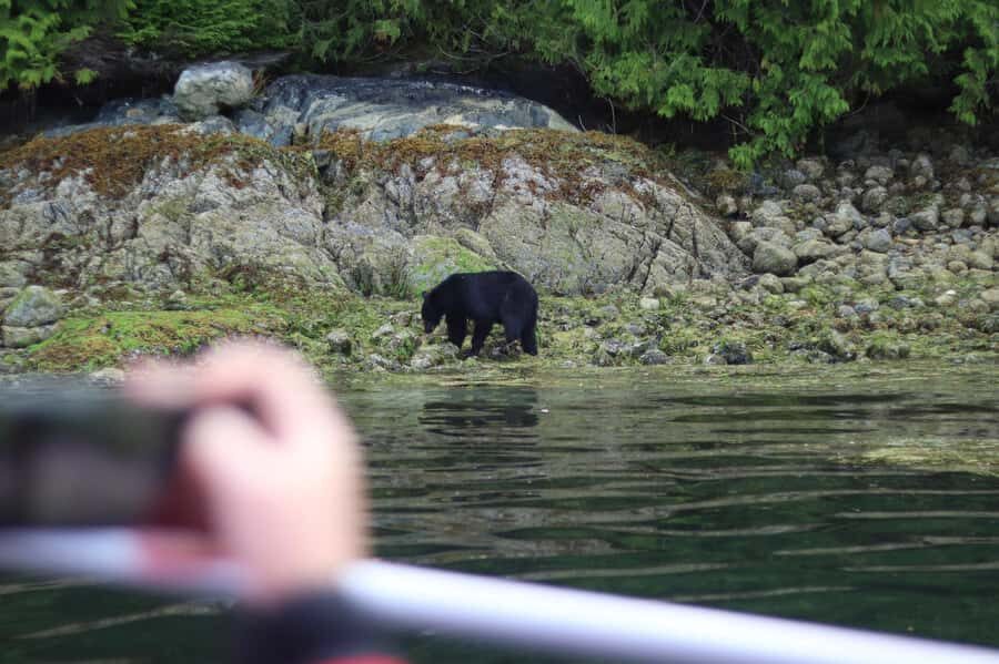 Tofino: Bear Watching Boat Tour with Nature Guide - Key takeaways before you go