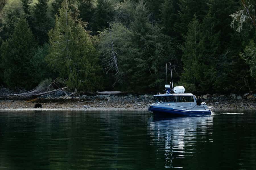 Tofino: Bear Watching Boat Tour with Nature Guide - Why this Tofino bear boat tour feels worth the price
