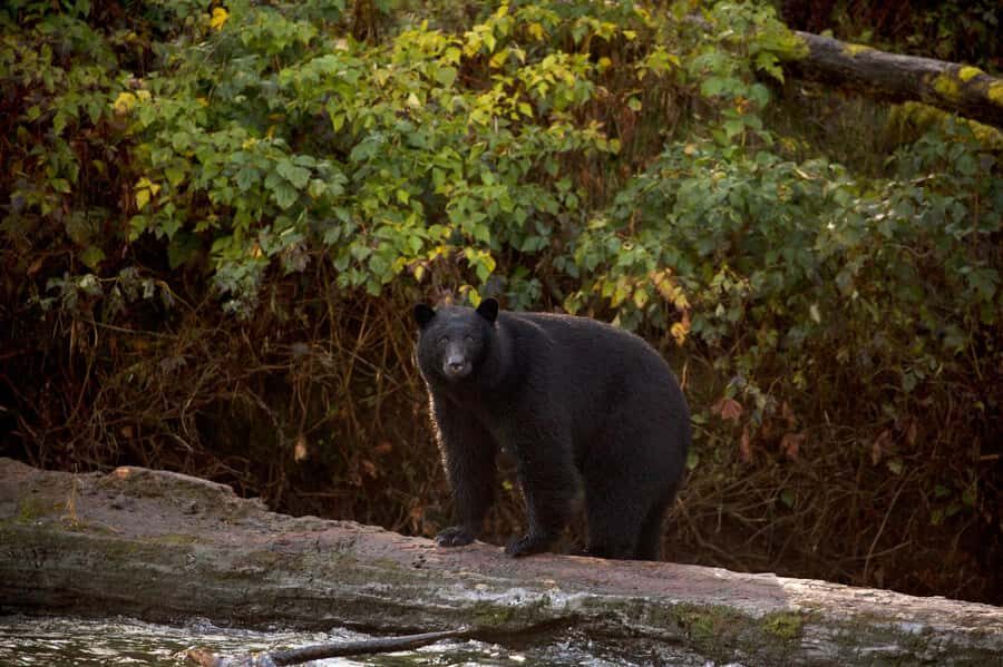 Tofino: Bear Watching Boat Tour with Nature Guide - The Zodiacs on Clayoquot Sound: sheltered waters and real spotting time