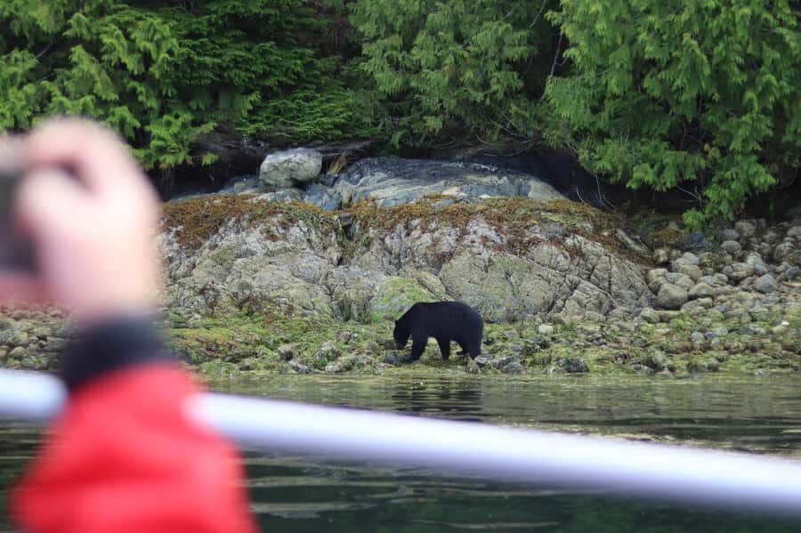 Tofino: Bear Watching Boat Tour with Nature Guide - Wildlife beyond bears: seals, porpoises, eagles, and herons