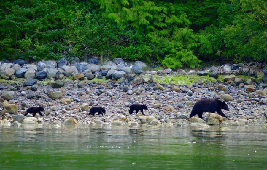 Tofino: Bear Watching Boat Tour with Nature Guide - Meeting at the Marine Adventure Centre: quick check-in, then you’re off