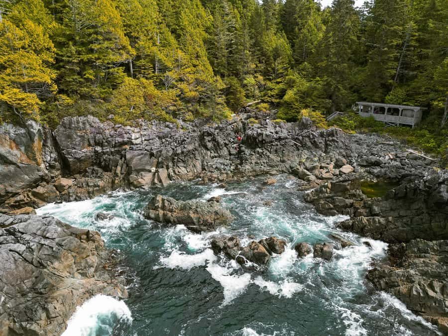 Tofino: Hot Springs Cove Tour with Wildlife Cruise - Key highlights before you go