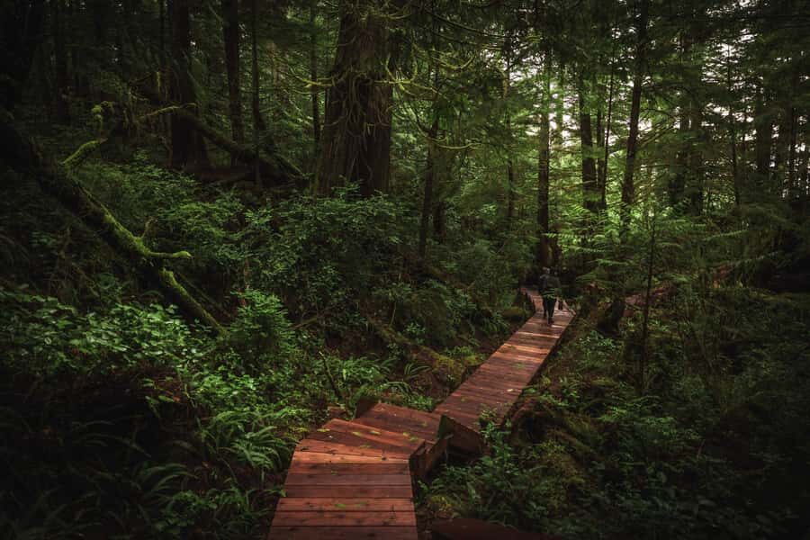 Tofino: Hot Springs Cove Tour with Wildlife Cruise - Hot Springs Cove: 2 hours in mineral-heated pools with ocean views