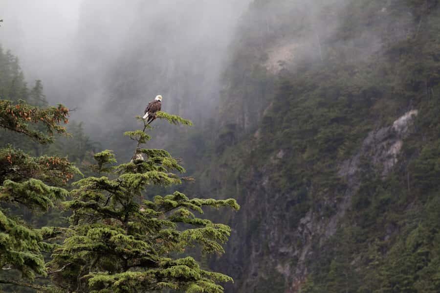 Tofino: Hot Springs Cove Tour with Wildlife Cruise - How the 6-hour schedule feels in real life
