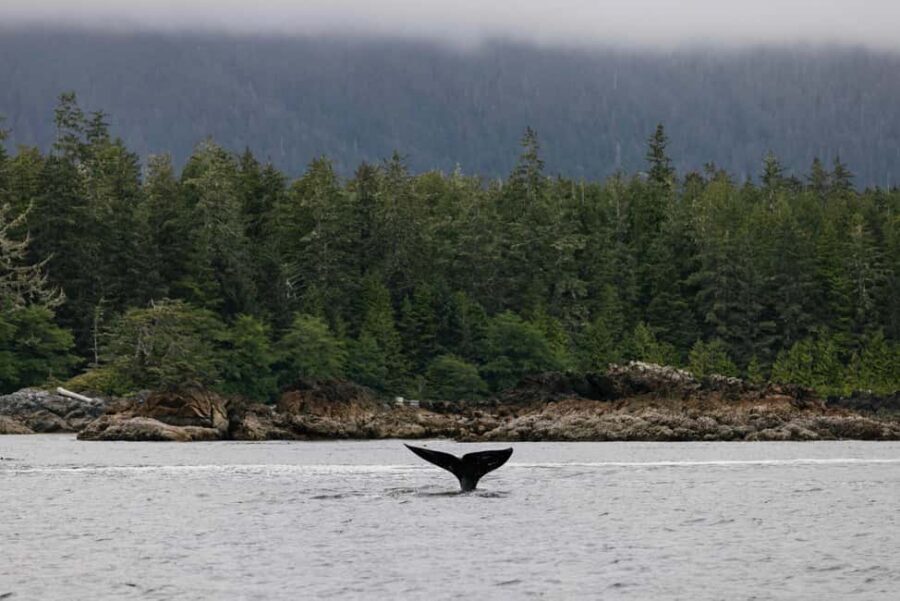 Tofino: Whale Watching Tour with Nature Guide - Key points worth knowing before you go