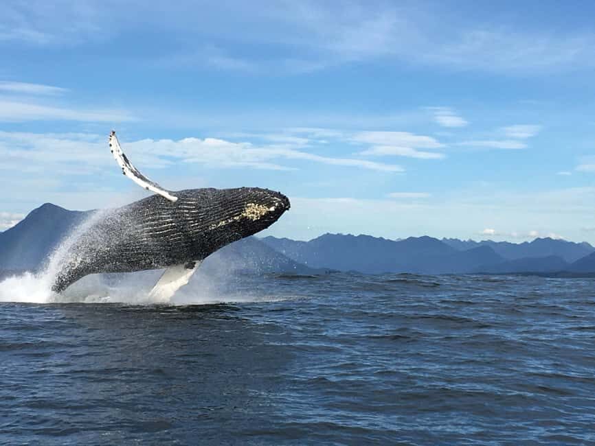 Tofino: Whale Watching Tour with Nature Guide - Marine Adventure Centre to open Pacific: what the 150 minutes actually feel like