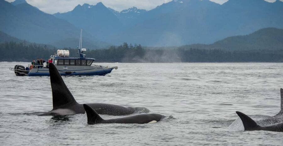 Tofino: Whale Watching Tour with Nature Guide - Gray whales, humpbacks, and orcas: how spotting works in Clayoquot Sound