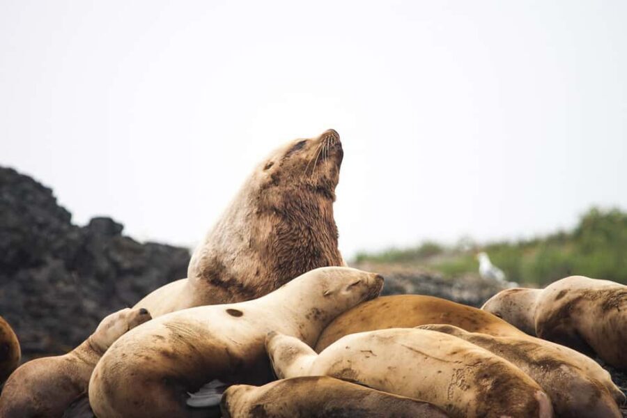Tofino: Whale Watching Tour with Nature Guide - The guide’s marine-habitat talk: what you’ll actually learn