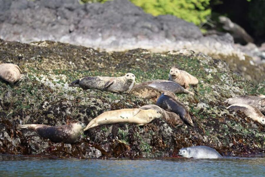 Tofino: Whale Watching Tour with Nature Guide - Who should book this tour, and who should skip it