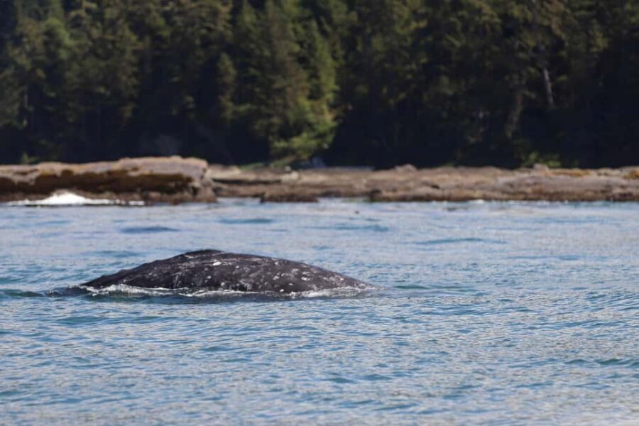 Tofino: Whale Watching Tour with Nature Guide - Should you book this Tofino whale-watching tour?