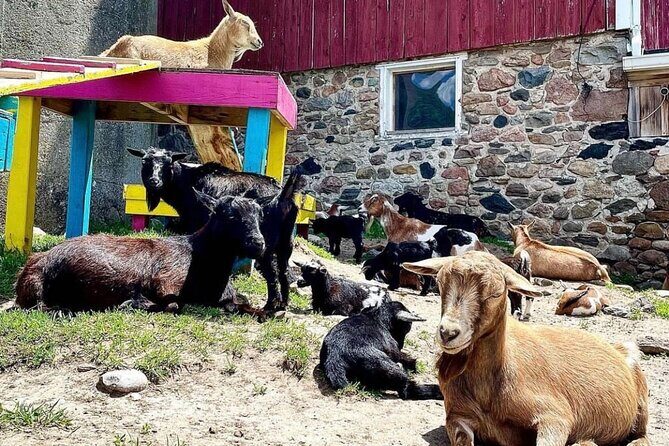 Toodle Tour in Port Hope Ontario - Huacaya alpacas: halter, grooming, and that calm factor