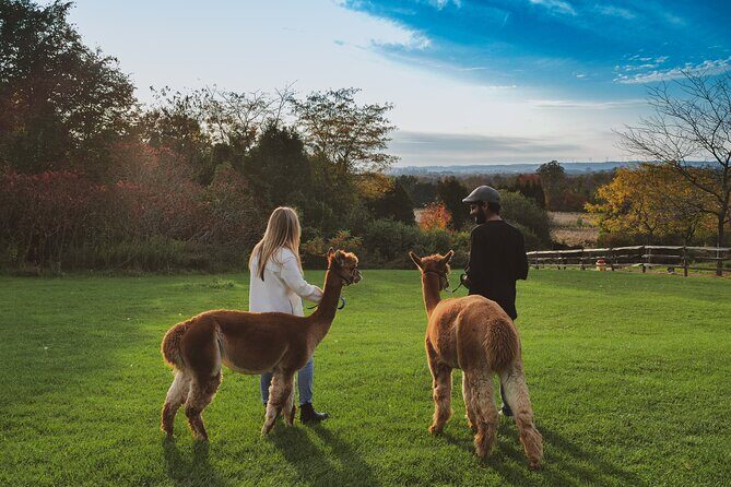 Toodle Tour in Port Hope Ontario - Practical tips for a smoother animal cuddle hour