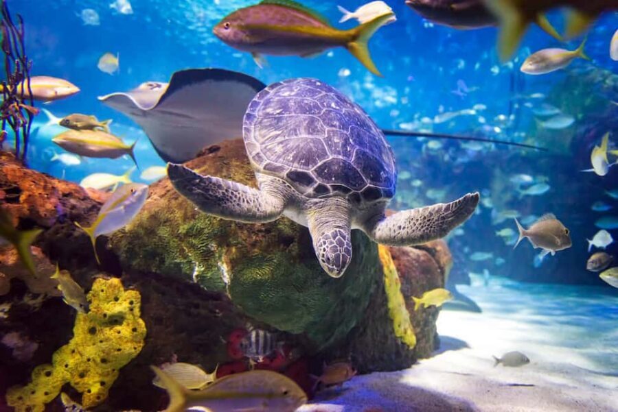 Toronto CityPASS®: Save up to 38% at 5 Top Attractions - How Toronto CityPASS Works (and why it’s usually worth it)